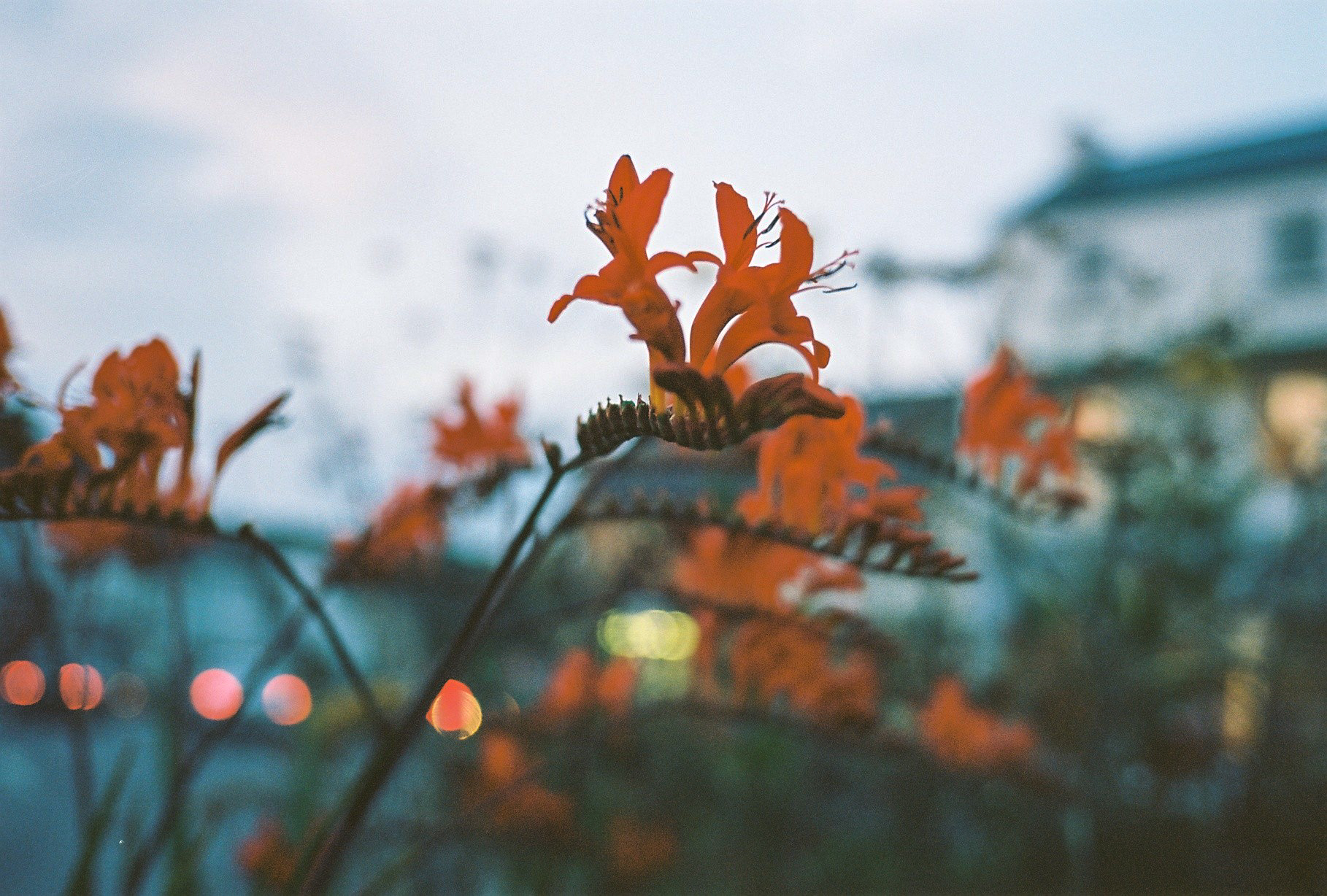 For the Love of Kodak Ektar