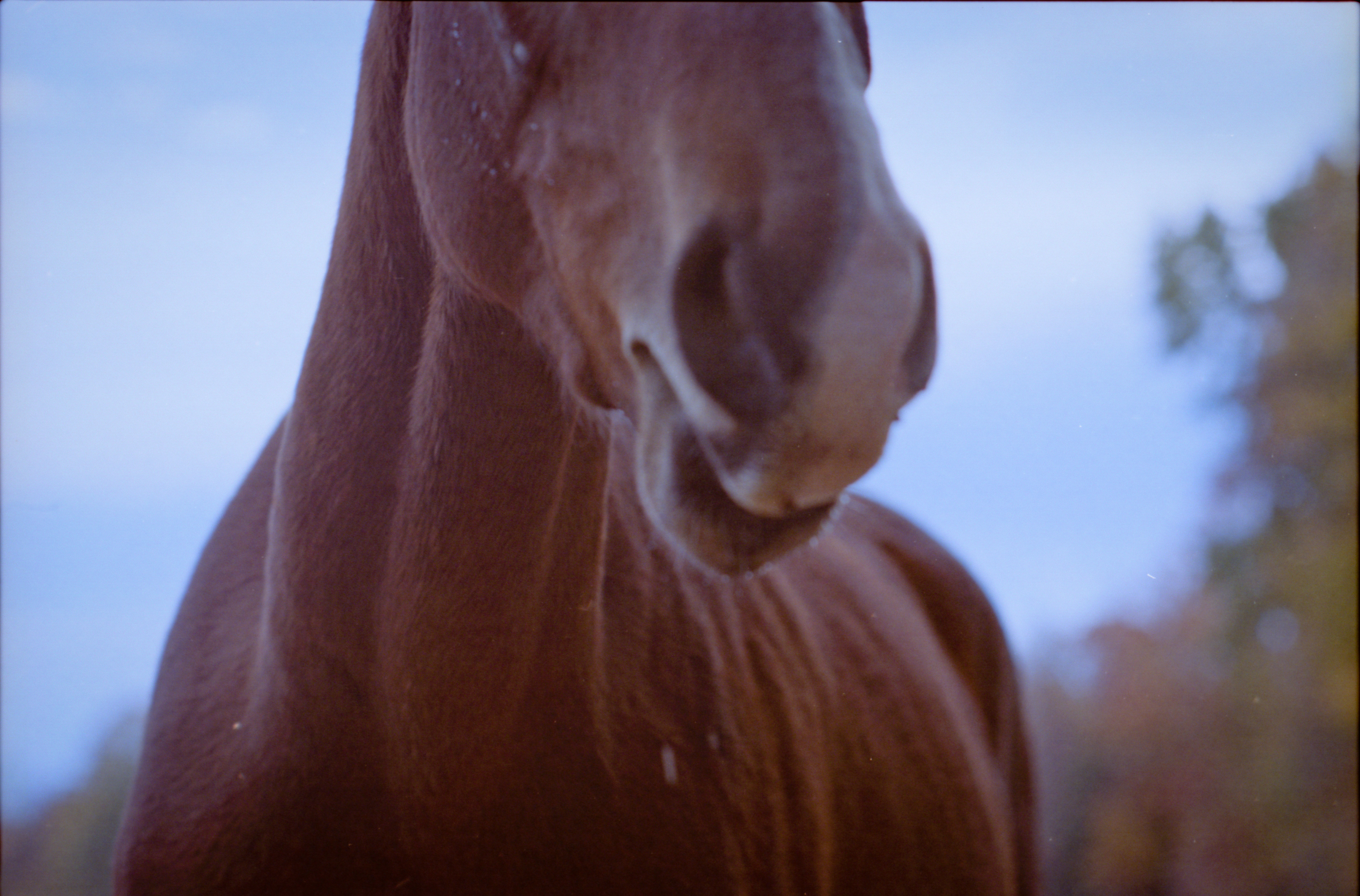 Horses are Kind Beautiful and Magical