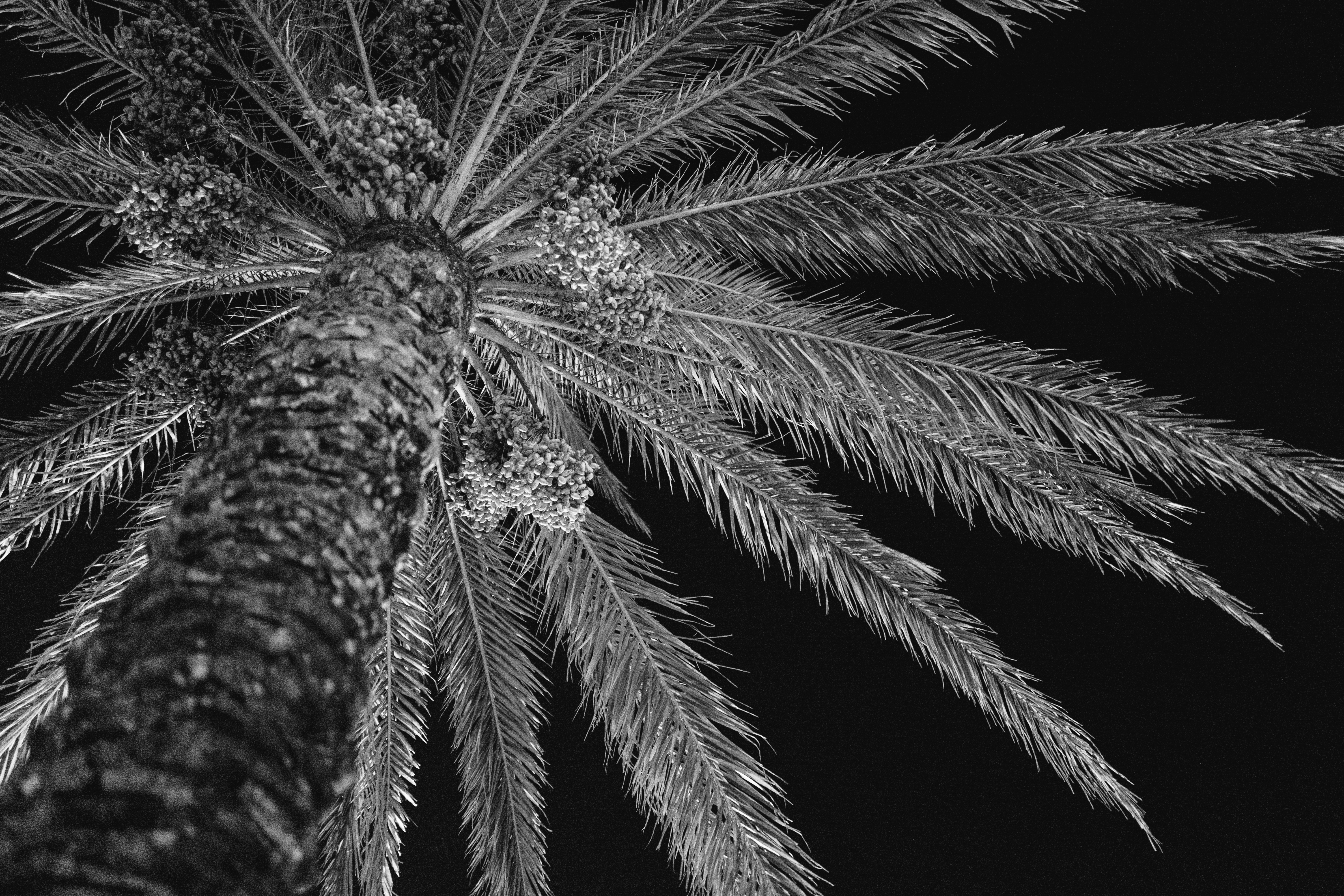 Palm Trees: The Best Part of Costal Living